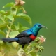 Blue-headed Sunbird