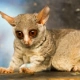 Bush Baby