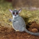 Bushbaby