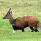 Bushbuck