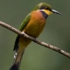 Cinnamon-chested Bee-eater