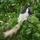 Black-and-white Colobus Monkey