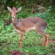Dik-dik