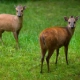 Duiker