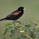 Fan-tailed Widowbird