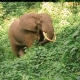 Forest Elephant