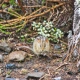 Four-Striped Mouse