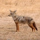 Golden Jackal