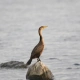 Great Cormorant