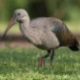 Hadada Ibis