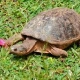 Helmeted Turtle