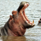 Hippo