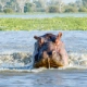 Hippos