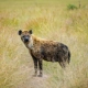 Spotted Hyena