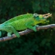 Jackson’s Chameleon