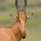 Jackson’s Hartebeest