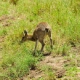 Klipspringer