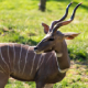 Lesser Kudu