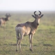 Lichtenstein’s Hartebeest