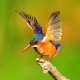 Malachite Kingfisher