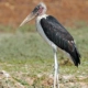 Marabou Stork
