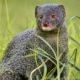 Marsh Mongoose