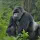 Mountain Gorilla