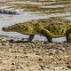 Nile Crocodiles