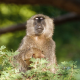 Olive Baboon