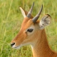 Oribi