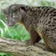Palm Civet