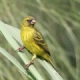 Papyrus Canary