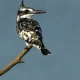 Pied Kingfishers