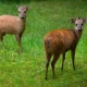 Red Duiker