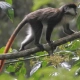 Red-tailed Monkey