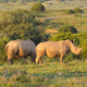 Black Rhinoceros