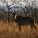 Roan Antelope