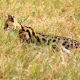 Serval