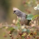 Speckled Mousebird