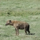 Spotted Hyena