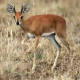 Suni Antelope