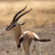 Thomson’s Gazelle