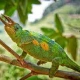 Rwenzori Three-horned Chameleon