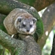 Tree Hyrax