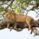 Tree-climbing Lion