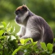 Uganda Mangabey