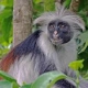 Ugandan Red Colobus