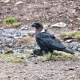 White-Necked Raven