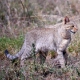 African Wildcat