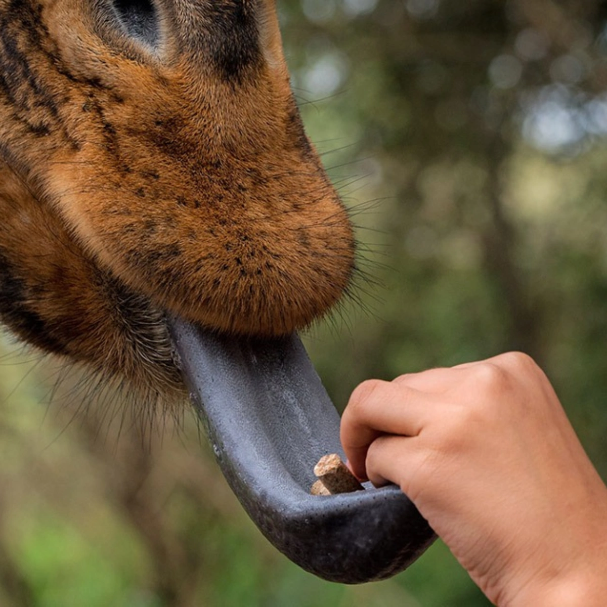 Is Kenya Safe To Travel Attractions